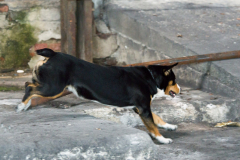 IMGP8636